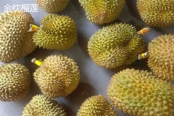 北方可以种榴莲树苗吗,在北方可以种