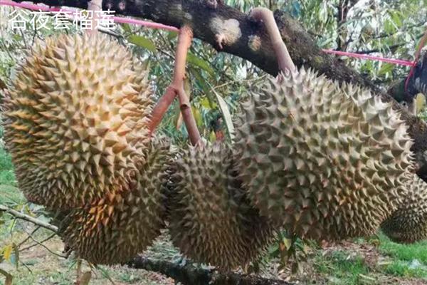 北方可以种榴莲树苗吗,在北方可以种