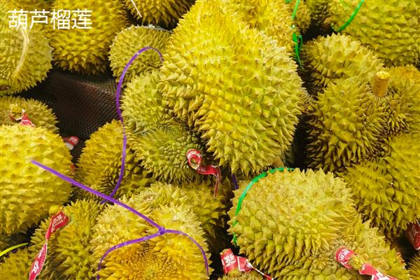 北方可以种榴莲树苗吗,在北方可以种