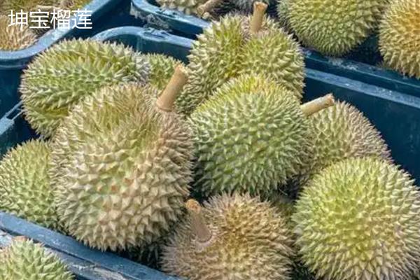 北方可以种榴莲树苗吗,在北方可以种