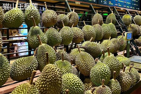 北方可以种榴莲树苗吗,在北方可以种