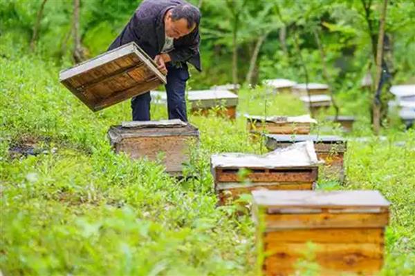 蜜蜂怎么养殖，可以采用标准蜂箱养殖