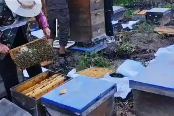 蜜蜂怎么养殖，可以采用标准蜂箱养殖