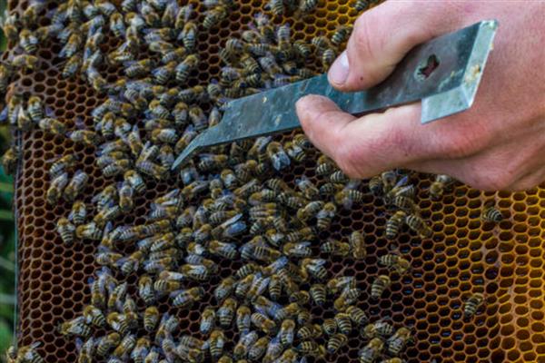 蜜蜂怎么养殖，可以采用标准蜂箱养殖