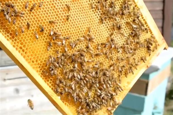 蜜蜂怎么养殖，可以采用标准蜂箱养殖
