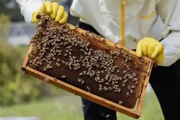 蜜蜂怎么养殖，可以采用标准蜂箱养殖