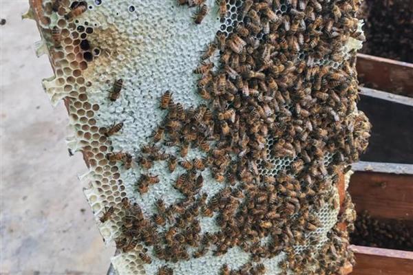 蜜蜂怎么养殖，可以采用标准蜂箱养殖