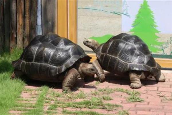 亚达伯拉象龟简介,是常见的一种大型陆龟