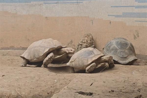 亚达伯拉象龟简介,是常见的一种大型陆龟