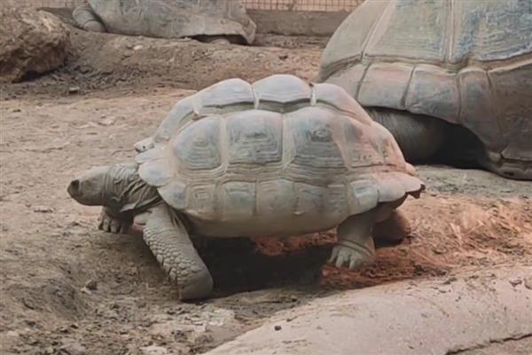 亚达伯拉象龟简介,是常见的一种大型陆龟