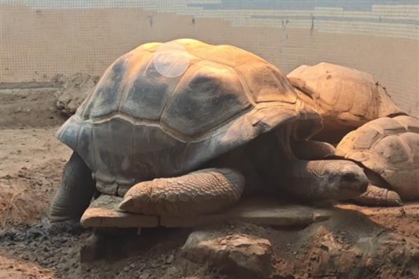 亚达伯拉象龟简介,是常见的一种大型陆龟