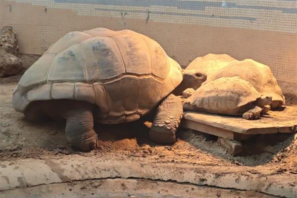 亚达伯拉象龟简介,是常见的一种大型陆龟