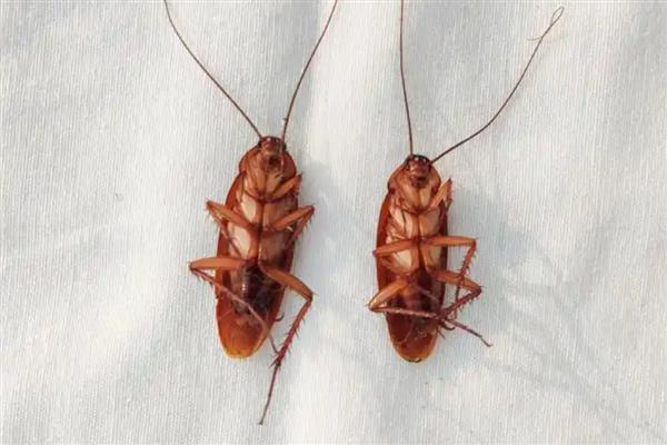 蟑螂有哪些生活习性，喜欢昼伏夜出