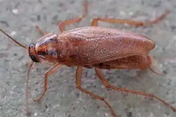 蟑螂有哪些生活习性，喜欢昼伏夜出