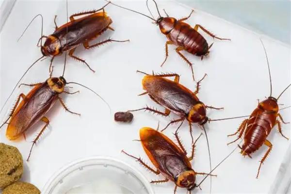 蟑螂有哪些生活习性，喜欢昼伏夜出