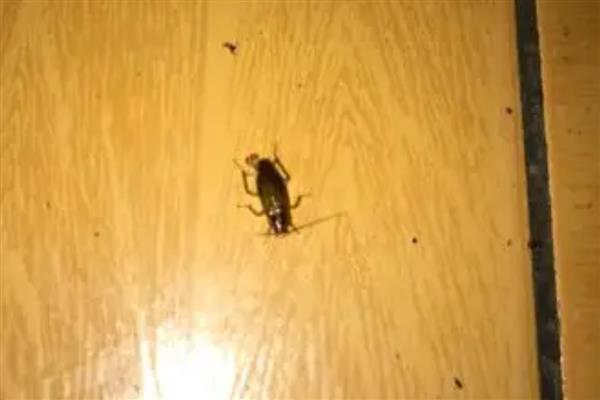 蟑螂有哪些生活习性，喜欢昼伏夜出