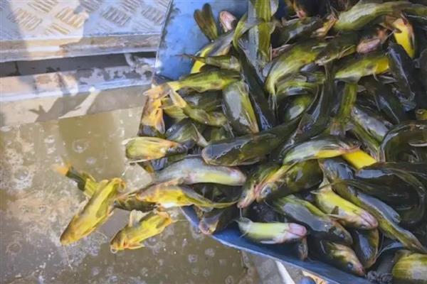 黄颡鱼的养殖周期,养殖周期通常约为12-13个月