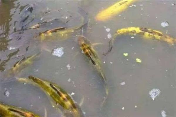 黄颡鱼的养殖周期,养殖周期通常约为12-13个月