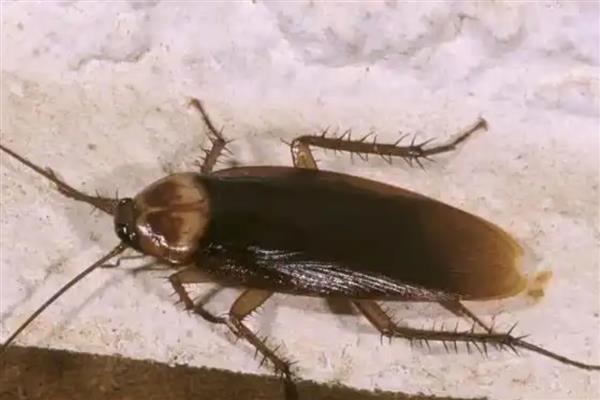 蟑螂有哪些生活习性，喜欢昼伏夜出