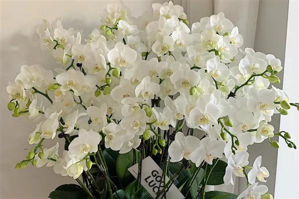 蝴蝶兰的寓意,寓意高洁、高雅