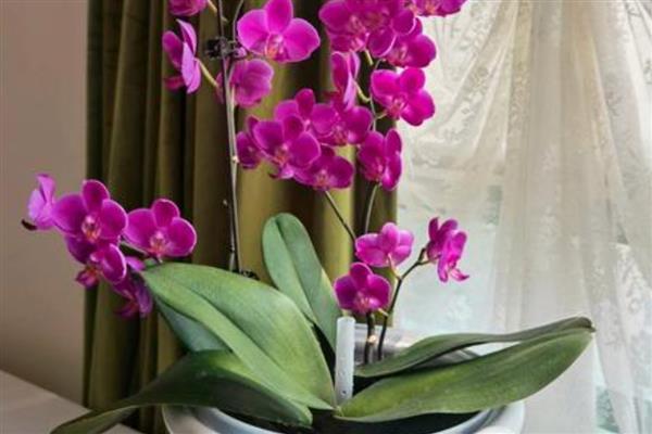 蝴蝶兰的寓意,寓意高洁、高雅