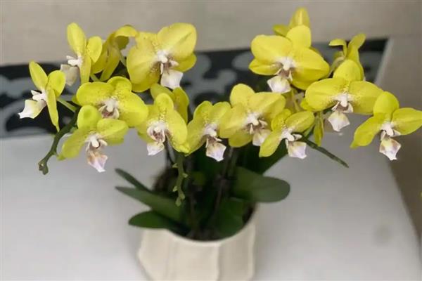 蝴蝶兰的寓意,寓意高洁、高雅