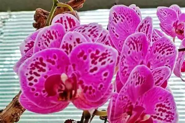 蝴蝶兰的寓意,寓意高洁、高雅