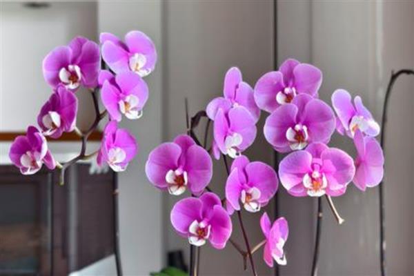 蝴蝶兰的寓意,寓意高洁、高雅