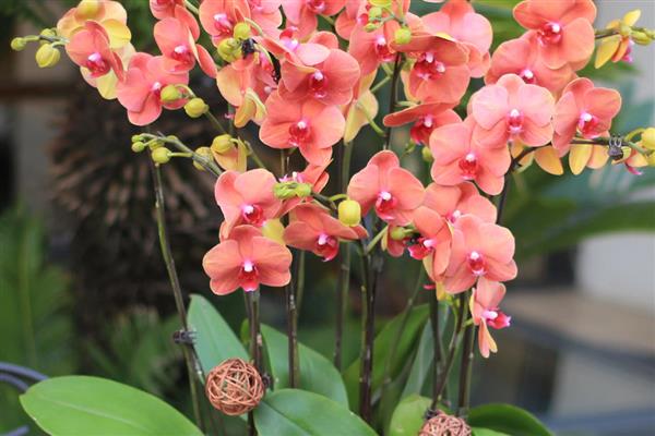 蝴蝶兰的寓意,寓意高洁、高雅