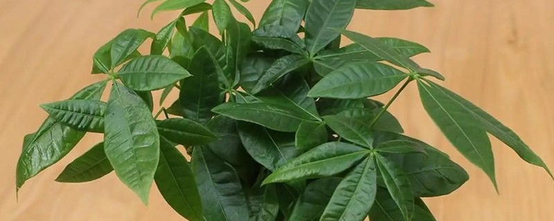 怎么养殖发财树，定期剪除不良枝叶可提高观赏性