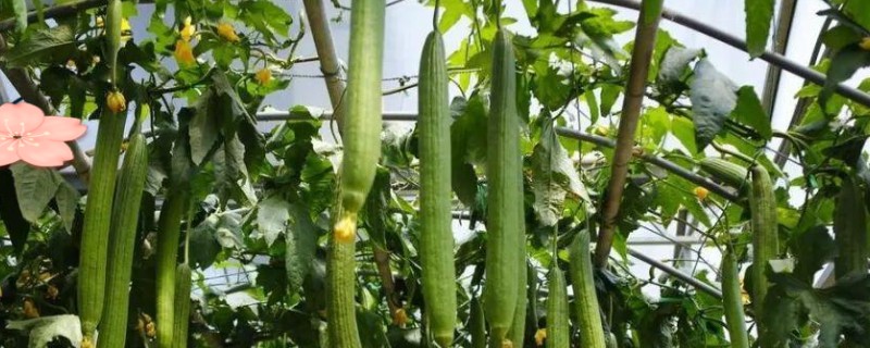 如何解决丝瓜烂花，可叶面喷施含有硼、钙等元素的叶面肥