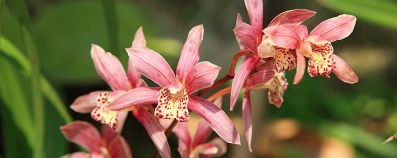 墨兰11月份没有花苞怎么处理，需增加光照