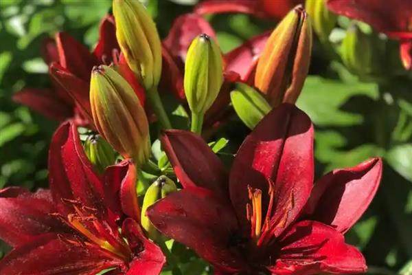 火百合的花语，寓意热烈的爱