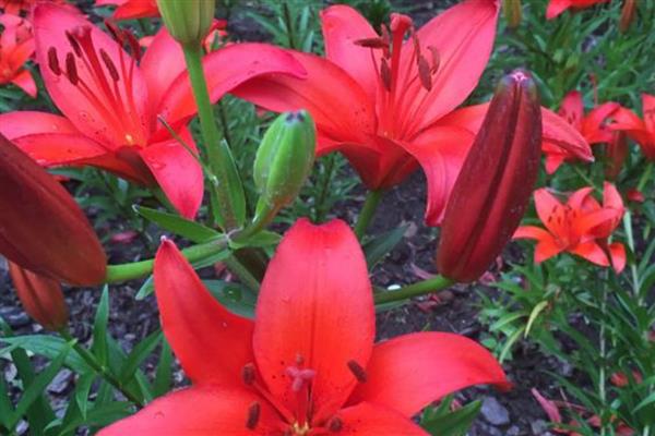 火百合的花语，寓意热烈的爱