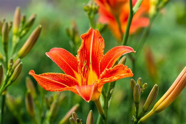 火百合的花语，寓意热烈的爱