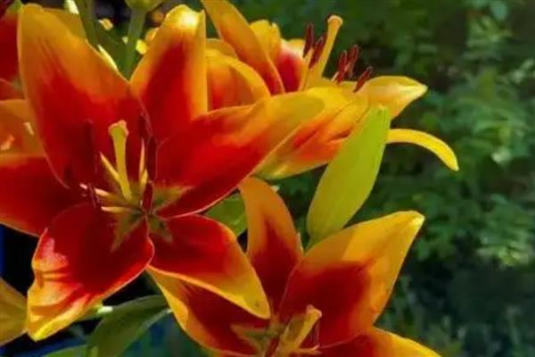 火百合的花语，寓意热烈的爱