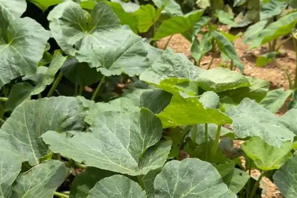 南瓜的种植前景，因地而异