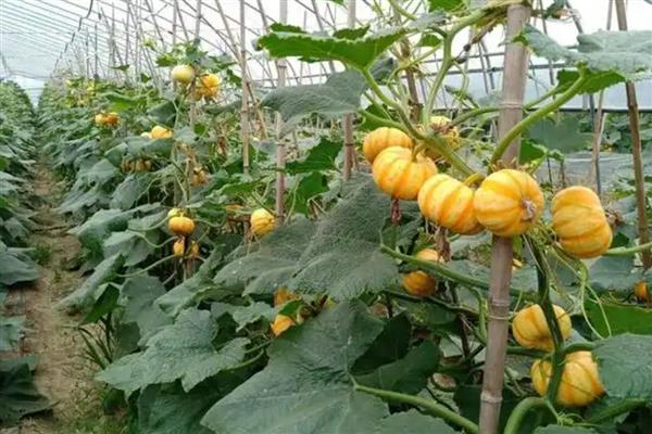 南瓜的种植前景，因地而异