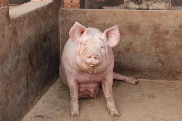 母猪呕吐如何治疗，先看原因再针对性治疗