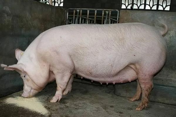 母猪呕吐如何治疗，先看原因再针对性治疗