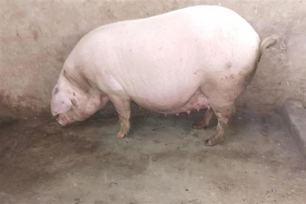 母猪呕吐如何治疗，先看原因再针对性治疗
