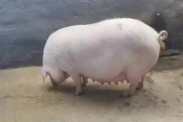 母猪呕吐如何治疗，先看原因再针对性治疗