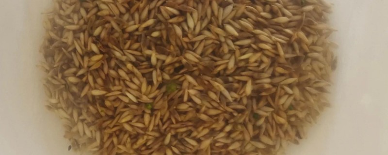 生菜种子没泡水能否发芽，发芽率较低且所需时间较久