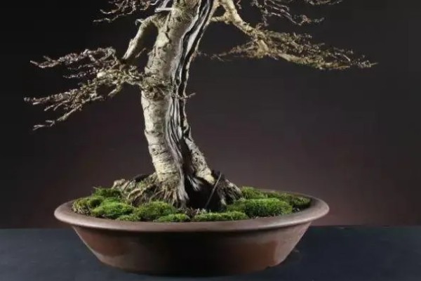 落叶松盆景的栽植要点,可以采用深色的花盆