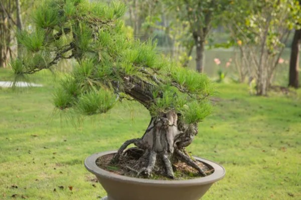 落叶松盆景的栽植要点,可以采用深色的花盆