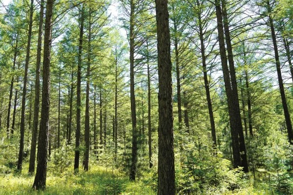 落叶松盆景的栽植要点,可以采用深色的花盆