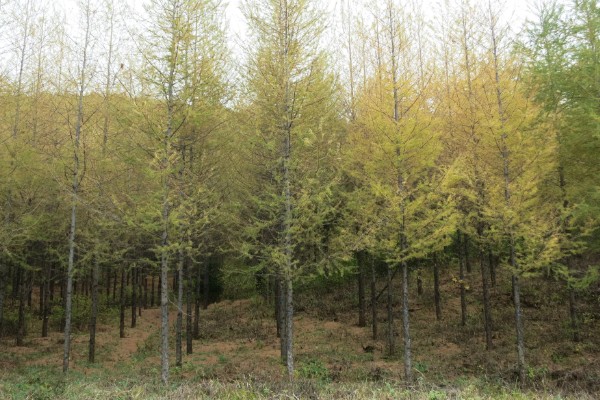 落叶松盆景的栽植要点,可以采用深色的花盆