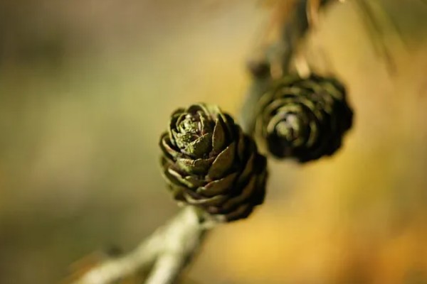 落叶松盆景的栽植要点,可以采用深色的花盆