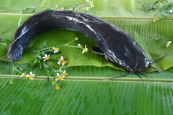 鲶鱼可以长多大，一般都不会超过10公斤