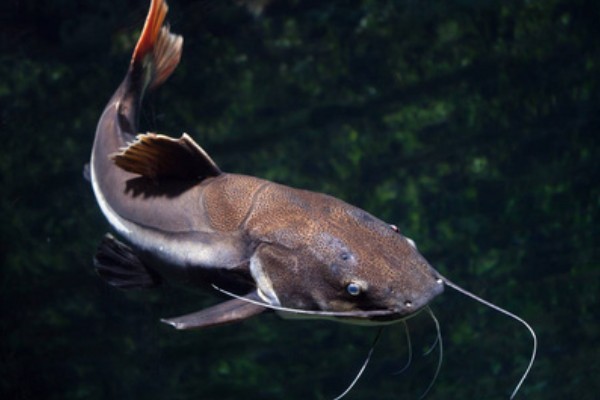 鲶鱼可以长多大，一般都不会超过10公斤